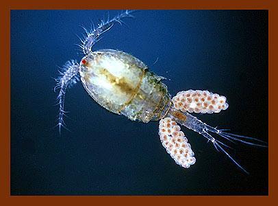 Some free living copepods are intermediate hosts of human parasitic tapeworms and nematodes. Subclass Cirripedia Source: bioweb.uwlax.edu/.../ arthropod copepods.