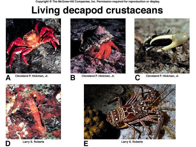 Decapods (crabs,