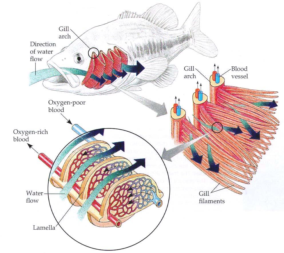 Fish gills illustrate both... 1.
