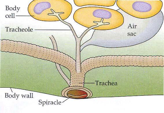 Oxygen is delivered to each cell by fine branches