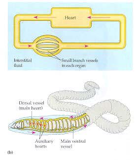 CLOSED circulatory system : the