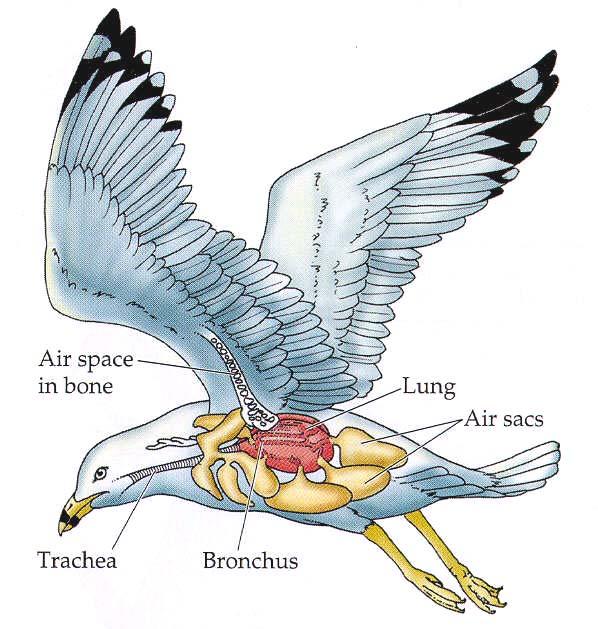 the bird variation Birds have air sacs in