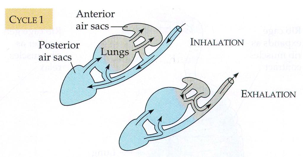 next inhalation moves air into anterior air sacs