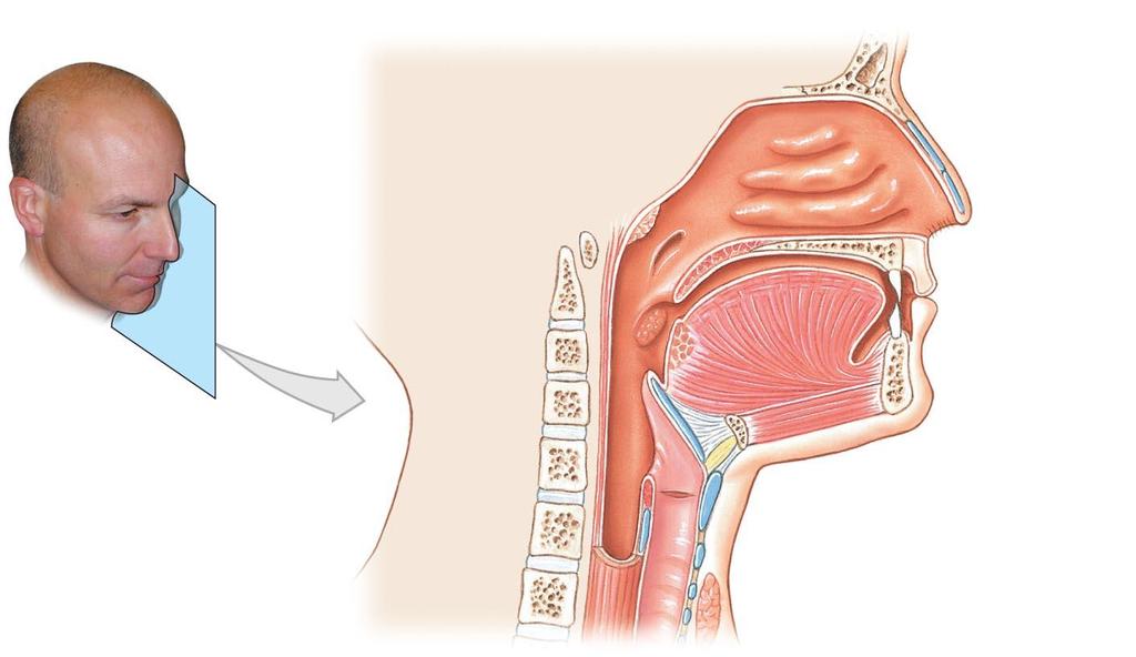 Figure 15-3 The Nose, Nasal Cavity, and Pharynx.