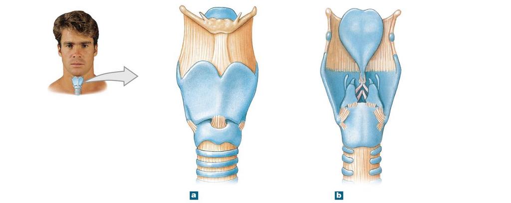 Figure 15-4a b The Anatomy of the Larynx and Vocal Cords.