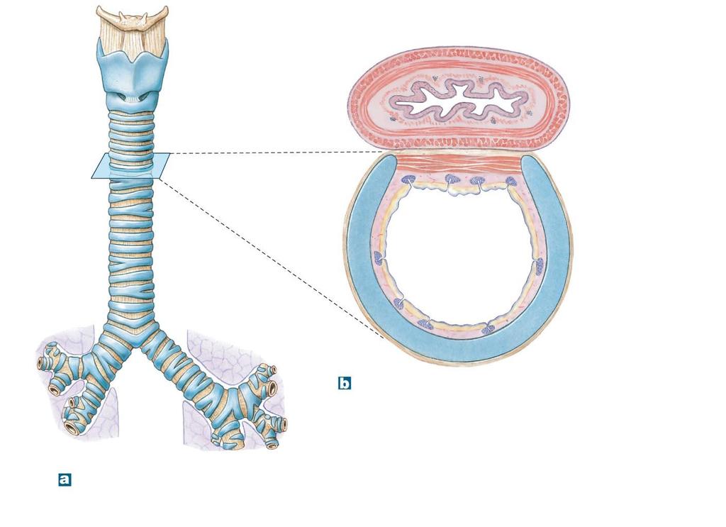 Figure 15-5 The Anatomy of the Trachea.