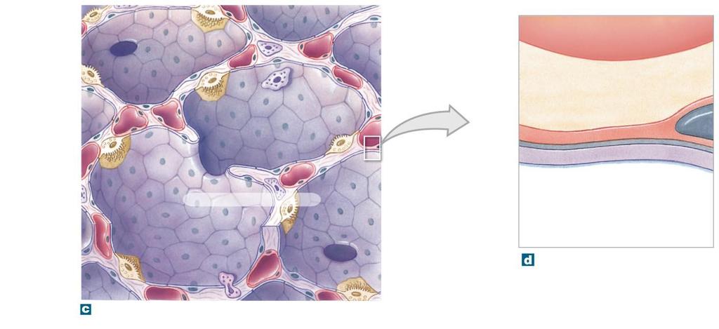 Figure 15-7c d Alveolar Organization. Septal cell (secretes surfactant) Elastic fibers Alveolar squamous epithelial cell Alveolar macrophage 0.