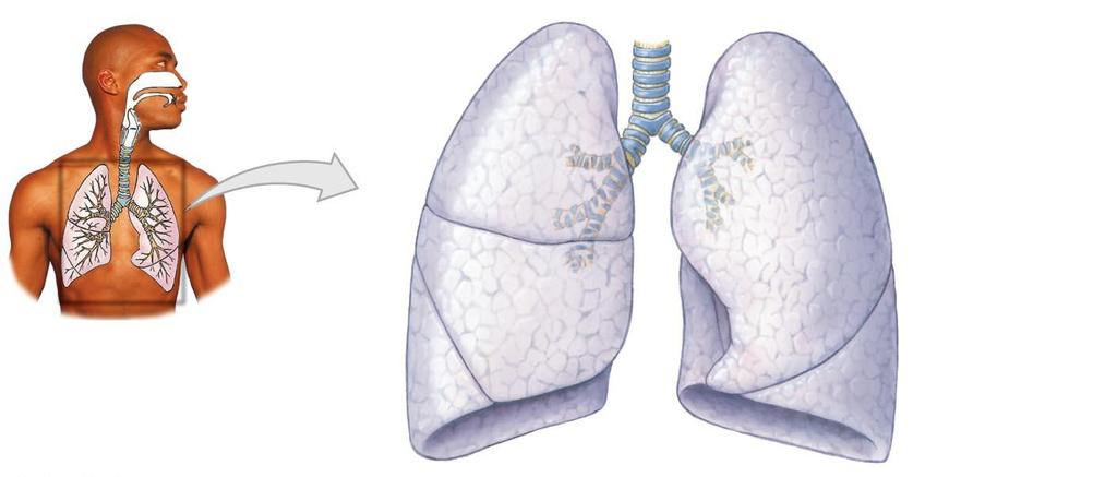Figure 15-8 The Gross Anatomy of the Lungs.