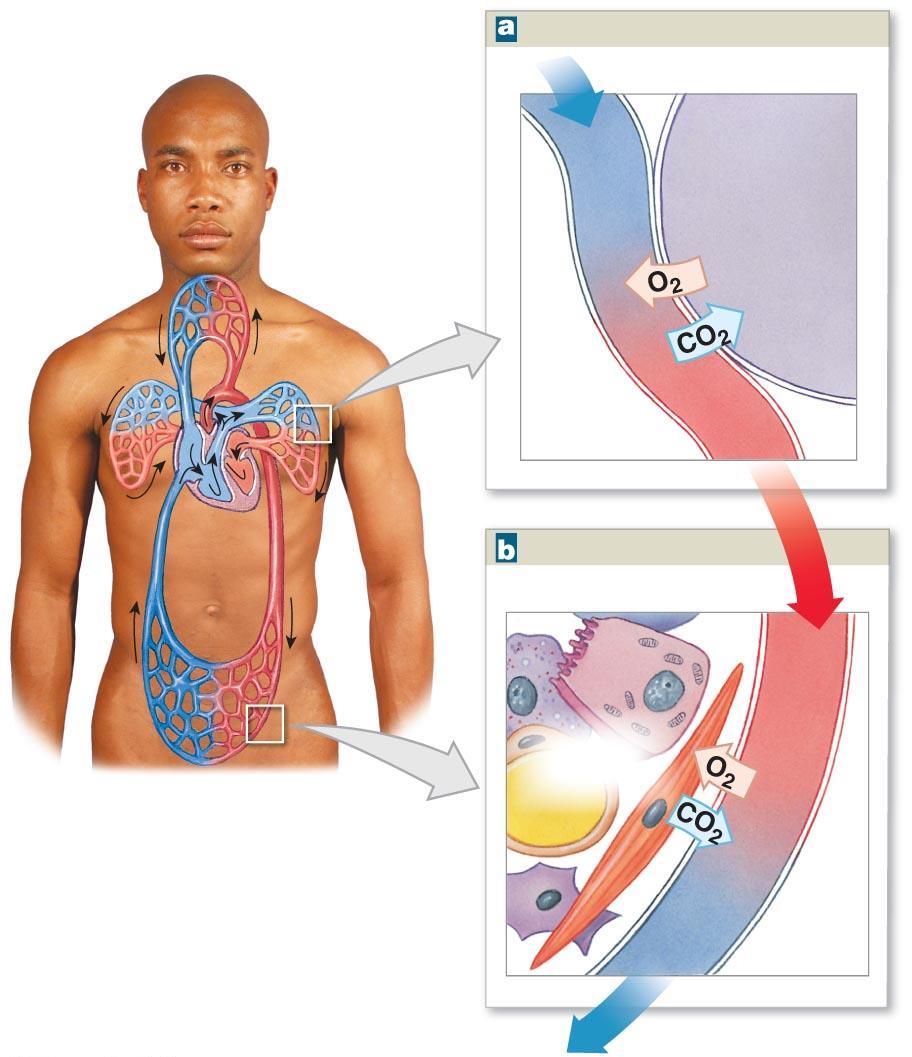 Figure 15-12 An Overview of Respiration and Respiratory Processes.