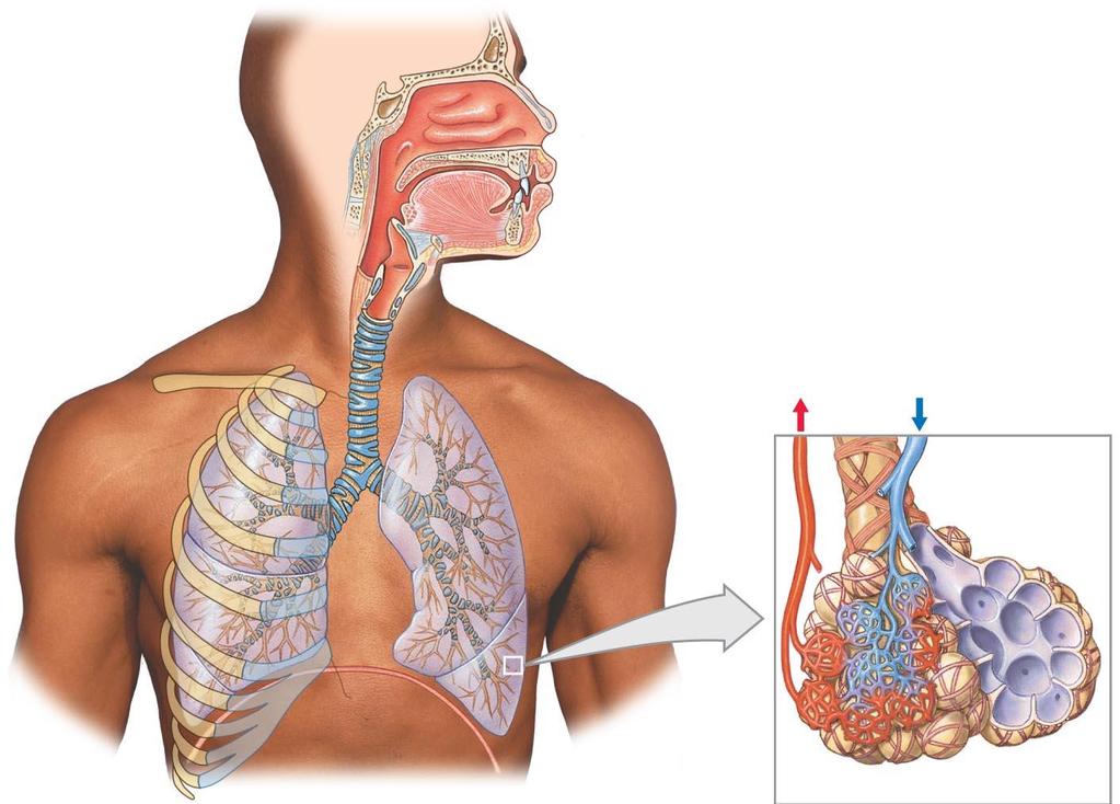 Figure 15-1 The Components of the Respiratory System.