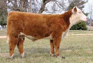 She is sired by National Champion Delhawk Kahuna 1009 ET. Her dam has an average weaning weight ratio 0f 104 on 4 progeny. Her sire has 39 daughters in production with an average weaning ratio of 103.