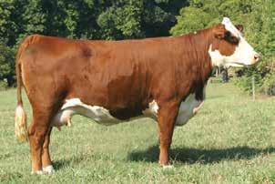 3 60 94 25 56 106 1.14 1.19 0.010 0.79 0.08 6501 is a big, stout, high performance son of DR MW Trask GrassmasterW02.