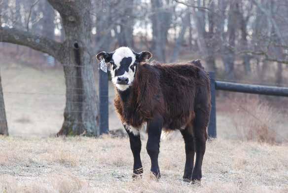 COMMERCIAL FEMALES 61 ½ Simmental, ½ Hereford Heifer Born 5/1/16 Consigned by Green Pastures Cattle Co., Jim Eastep 62 ½ Simmental, ½ Hereford Heifer Born 5/1/16 Consigned by Green Pastures Cattle Co.