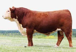 P15 KLB PERFORMER 17 MWF PATTICAKE J29 0.9 1.9 39 63 17 36 78 1.35 1.36 0.001 0.26 0.04 Full sister to Lot 1A Rosy is a moderate framed dark red very productive cow.