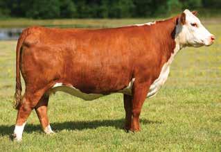 To date almost $1,000 has been raised for this program, and with the proceeds from the sale of this cow-calf pair the program hopes to have enough money to purchase a heifer for a junior project.