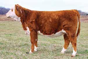 Sired by a leading Knoll Crest bull, KCF Encore Z311 ET and out of a CRR About Time 743 female tracing back to a CS Boomer 29F daughter, this bred female is packed with maternal power.