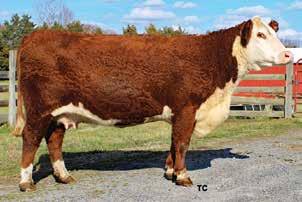 09 Y34 is one of the most powerful cows we have ever raised, tremendous hip and depth of body. Her udder is flawless, attached firmly in the rear and front with a strong medial suspension.