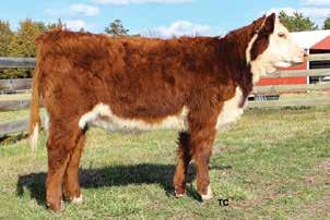 Bred AI to EF Beef X651 Tested A250 on December 1, 2016. She was pastured exposed to KCF Bennett Redeem Z367 from December 30, 2016 till February 11, 2017. Vet checked safe to the AI date.