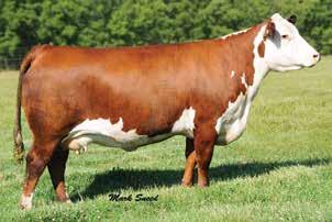 Breeding information on the cow available sale day. Consigned by Grassy Run Farm, Aaron Glascock, 304-312-7060 20 GRASSY RUN PRECIOUS 3A P43422280 Calved: Aug.