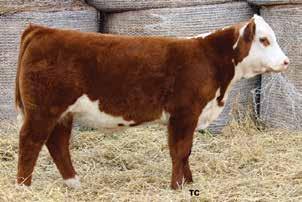She is really deep bodied with loads of spring of rib and plenty of muscle to go along with it. She will be easy to find sale day.