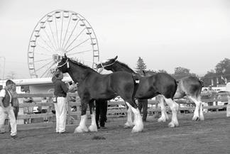 The 2015 Great Frederick Fair DEPARTMENT H DRAFT HORSE AND MULE SHOW 61 COMMITTEE Nancy N. Hendricks Colby D. Hubble Charles B.