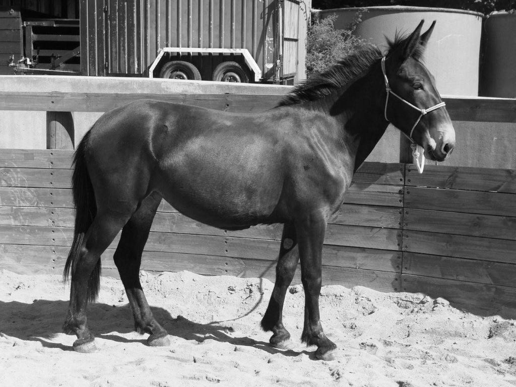 Note for photos There are many types and sizes of mules depending on the sire ( e.g. Mammoth, Teamster, English, Miniature) and dam.(e.g. Welsh pony, Timor, Clydesdale, Thoroughbred, Quarterhorse, Appaloosa).