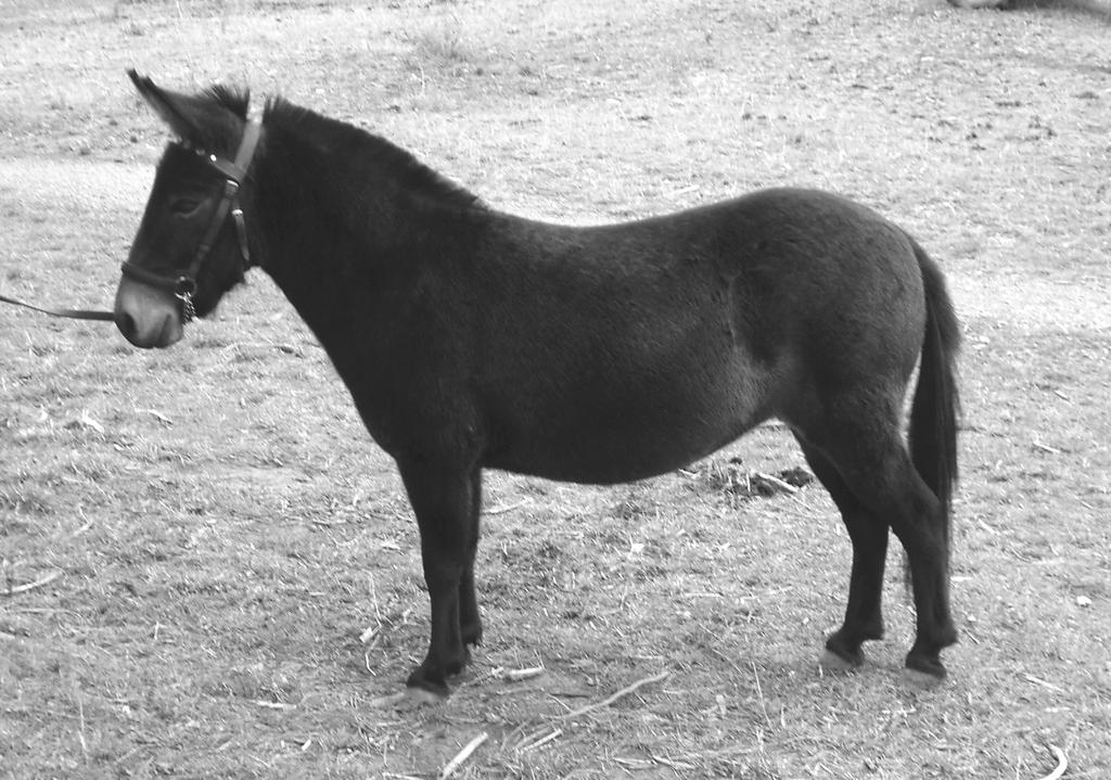 Pony Mule