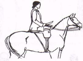 3. The right thigh crosses the animal's backbone just behind the withers. 4.