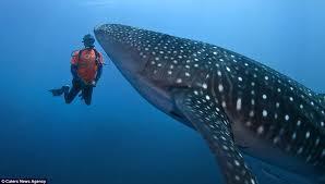 THE VILLAGES SCUBA CLUB IS GOING TO COZUMEL FOR FIVE DAYS OF DRIFT SCUBA DIVING AND ONE DAY OF WHALE SHARK SNORKELING! COZUMEL IS ONE OF THE WORLD S MOST FAMOUS DRIFT DIVING SPOTS!