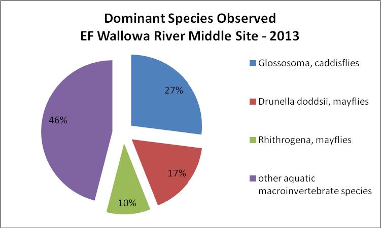 In all 50 different species were identified from within this sample. The three most dominant species observed are identified within Figure 5.3.2.