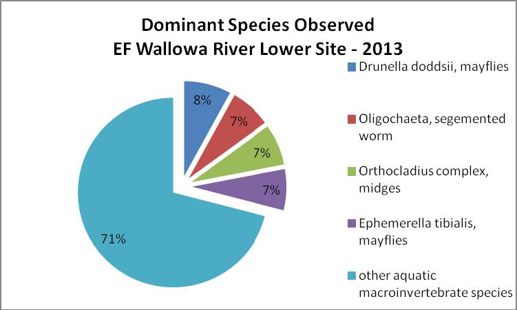 Figure 5.3.3. The three most dominant aquatic macroinvertebrate species observed in 2013 within the sample taken from the lower East Fork Wallowa River bypassed reach site. 5.4 Discussion In 2013, taxon richness and diversity increased within the three samples collected the further downstream the sample location.