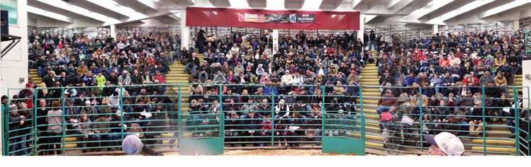 SALE b REPORT The 24th Annual The One Simmental Sale at the National Western Stock Show was held on Monday January