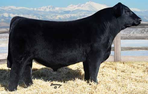 and the Colorado Simmental Association, we wish to thank all the breeders that were involved in The One Sale and