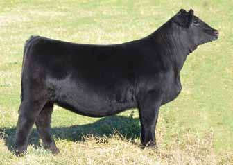 Calibre 556B Breeder: Tree Lane Farms Buyer: Outback Ranch, College Station, TX 30 BSC Upper Management 28D LLSF