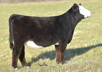 K-LER Dolly s Queen 609D W/C Executive Order 8543B x GW Miss GPRD 028X Open Breeder: K-LER Cattle Company Buyer: