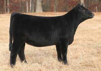 Breeder: WW Cattle Company Buyer: Nikkel Bros.