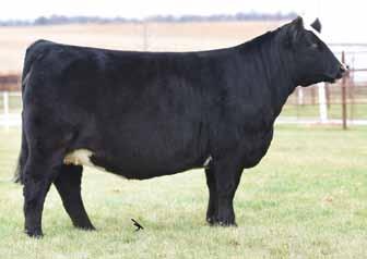 Rey x JBS Neon N1001 Donor Bred to W/C Executive Order 8543B Breeder: Hibrands Simmentals Buyer: