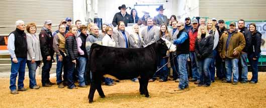 2017 Power Simmental Finalist-People Choice Breeders-Hilbrands Cattle Co.