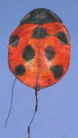 Ladybug Kite Remembering Childhood Greg says, Sometimes my brothers and I were bored.