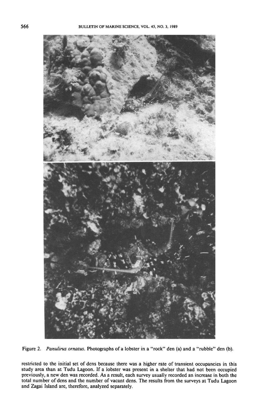 566 BULLETIN OF MARINE SCIENCE, VOL. 45, NO.3, 1989 Figure 2. Panulirus ornatus. Photographs of a lobster in a "rock" den (a) and a "rubble" den (b).