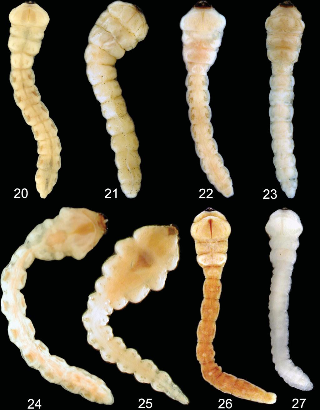 Acta Entomologica Musei Nationalis Pragae, 55(1), 2015 189 Figs 20 27. Astraeini, Xyroscelidini, Prospherini, Polycestini, Haplostethini, and Paratrachyini, larval habitus (dorsal view).