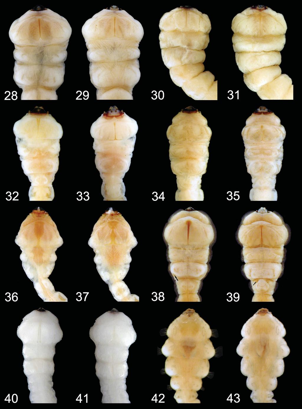 190 VOLKOVITSH & BÍLÝ: Larvae of Australian Buprestidae. V. Polycestinae Figs 28 43.