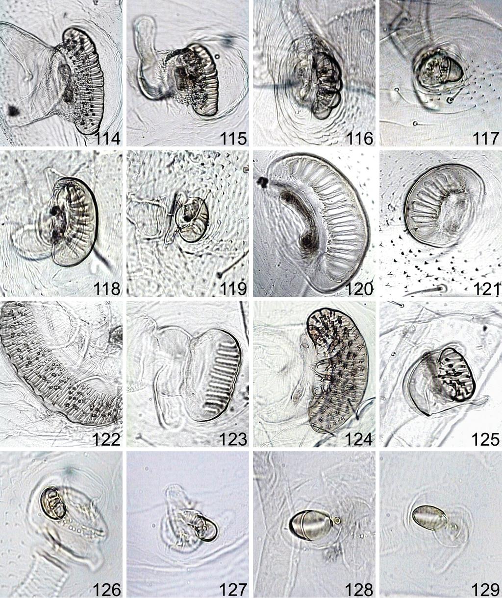 198 VOLKOVITSH & BÍLÝ: Larvae of Australian Buprestidae. V. Polycestinae Figs 114 129.