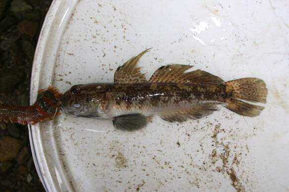 B l a c k G o b y Black Goby s are best identified by looking for the 2 dark spots on