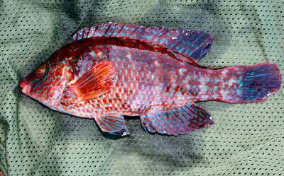 C o r k w i n g W r a s s e The Corkwing Wrasse is sometimes be confused with either a small Ballan Wrasse or the rock cook wrasse, but the head shape and the serrated edge of the