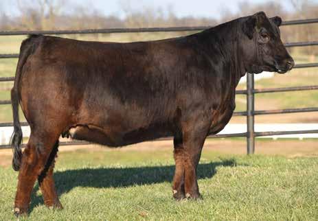 SELLING CHOICE ON RIGHT TO FLUSH AUTO MERCY 646D 22A Guaranteed six embryos, max of 12. Flush expenditures at buyer s expense.