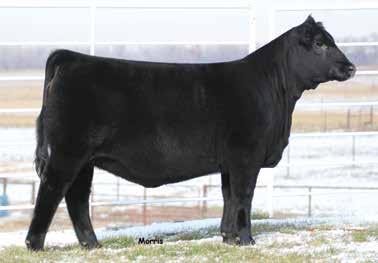 2 Pick of the 2018 JANUARY-BORN OPEN HEIFERS OFFERED BY: MAGNESS LAND & CATTLE This pick of approximately 50 elite January open heifers comes from the heart of the storied Magness Land & Cattle