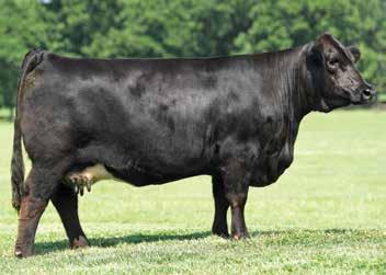 Selling three DC: embryos from the breed-leading and popular female, Riverstone Charmed. Commonly referred YG:.