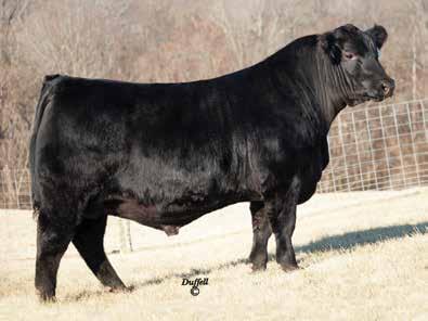 69 to MAGS Uahuka, the grand champion female at the 2009 AALF and 2010 NWSS, and -.08 the dam of widely used AI sire, MAGS Y-Axis.