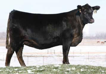 170X is one of the best donor cows in the entire donor pool at Edwards Land & Cattle Company. She is a daughter of S A V Pioneer and from the famed donor TMCK San Jose 170U.